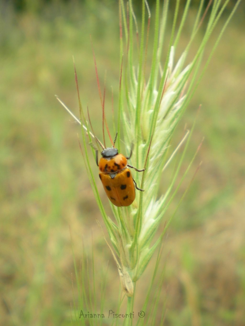 Clytra atraphaxidis (Chrysomelidae)